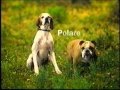 Reklam SPP Polare 2001