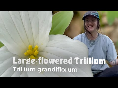 Large-leaved Trillium (Trillium grandiflorum) - Native Wildflower Identification