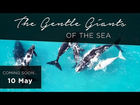 #ExploreGrootbos Trailer -  "The Gentle Giants of the Sea"