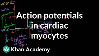 Action potentials in cardiac myocytes | Circulatory system physiology | NCLEX-RN | Khan Academy