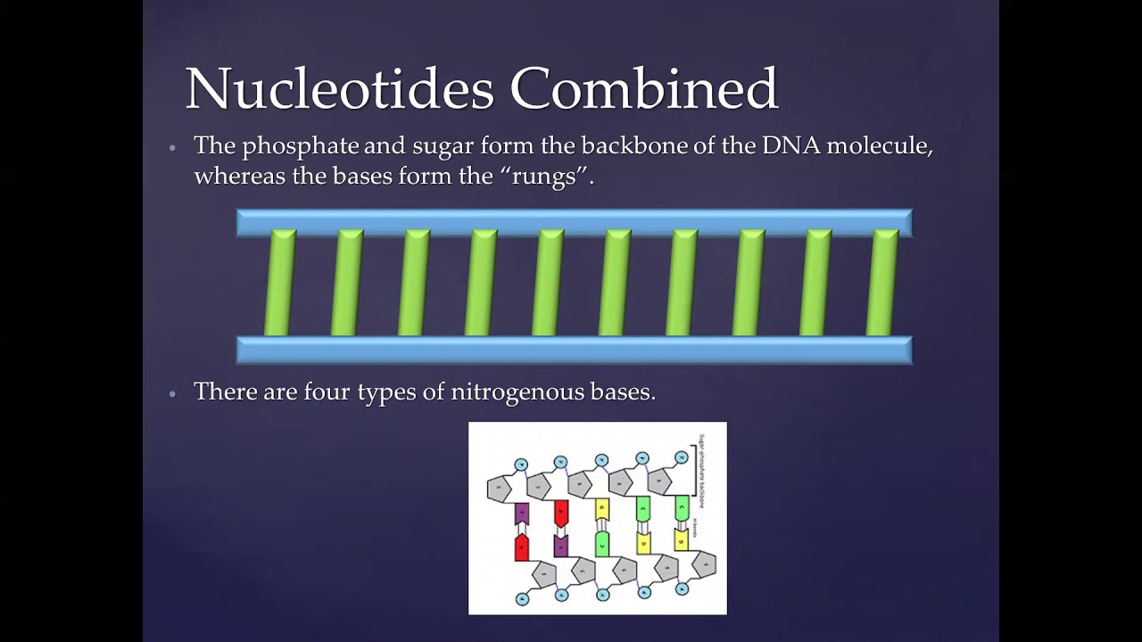 DNA Location, structure and function