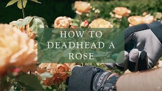 How to deadhead a rose by David Austin Roses