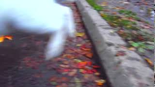 Download lagu White cat with friends walked on the street after the rains5 mp3