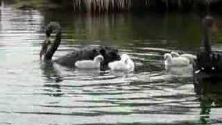 Black Swans 2