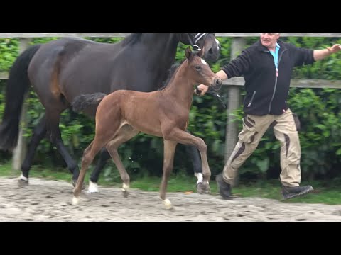 *2021 Stute von Valverde - Roadster SOLD!!!