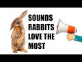 11 Sounds Rabbits Love the MOST