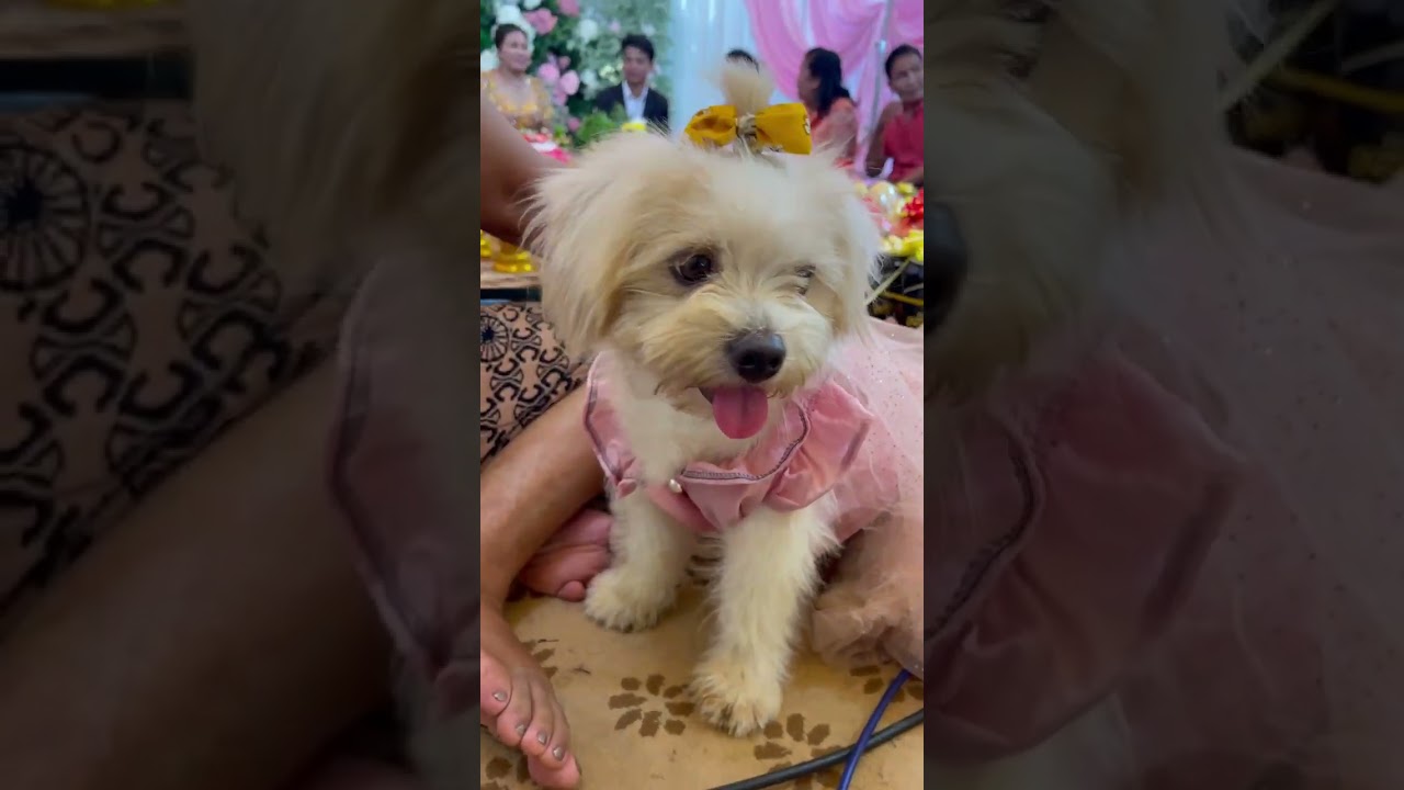 #大型犬のいる生活 #puppy #pets