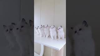 Download lagu Cute Cat #cutecat #cutecatshort #cuteanimals #kucing #kucinglucu #kucingimut mp3 Download lagu Cute Cat #cutecat #cutecatshort #cuteanimals #kucing #kucinglucu #kucingimut mp3