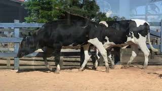 Vídeo 176 - 1ª ETAPA MEGA LIQUIDAÇÃO TOTAL AGROPECUÁRIA MARAJOARA - DIA 4 | GADO GIROLANDO E HOLANDÊS
