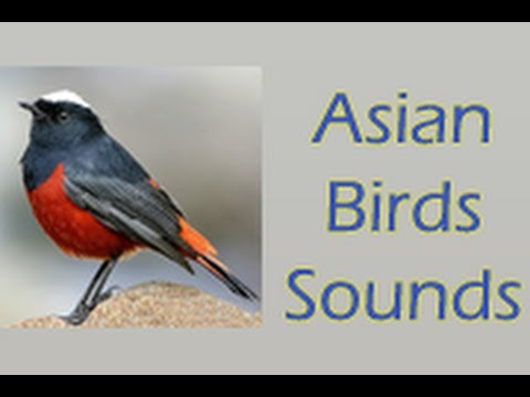 Asian Birds Sounds Free Video