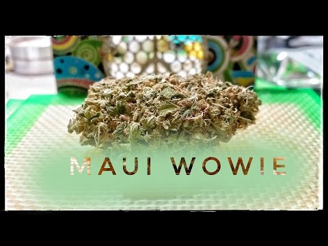 Strain Review Mw Maui Wowie Mmj Total Health Care