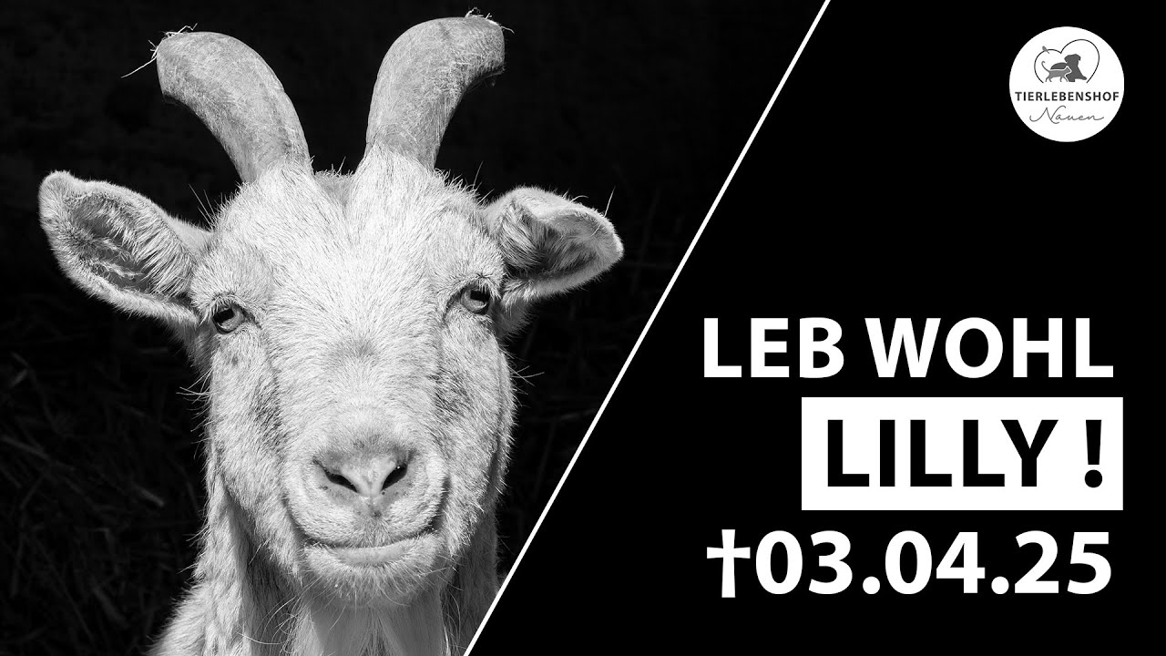 Wir nehmen Abschied von Ziege Lilly