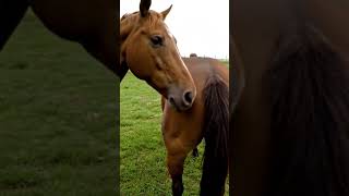 Download lagu Horse mating behind the scene video 39 mp3