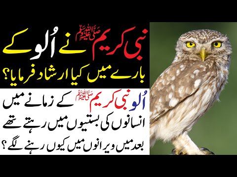What islam says about Owl | Ullu Ka Waqia