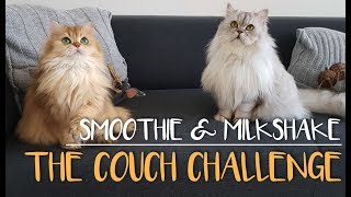 Not Cleaning The Couch For THREE Days - Smoothie The Cat