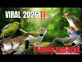 Suara Pikat Burung Kecil Ribut Paling Sadis II Anti Zonk