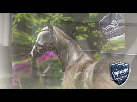 'MARVEL' 2019 Gelding by MARC CAIN