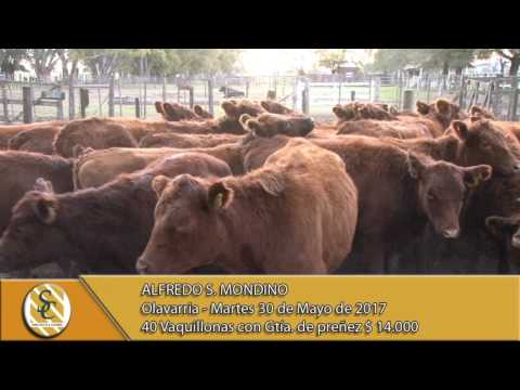 30-05-17 Venta Vientres - Alfredo S Mondino - Olavarria