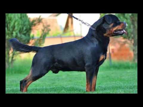 download lagu mp3 mp4 Rottweiler World Champion List, download lagu Rottweiler World Champion List gratis, unduh video klip Rottweiler World Champion List