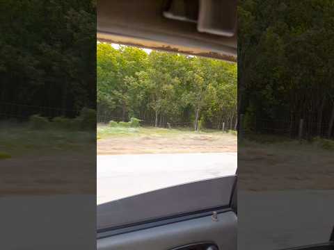 camino a puerto gaitan meta