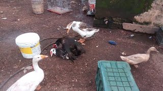 Download lagu Muscovy Duck Mating 2022... mp3