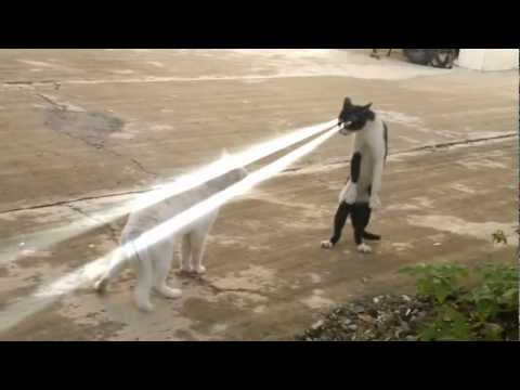 Angry Cobra Cat Dubstep