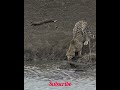 Leopard killed by crocodile #animaledits #shorts