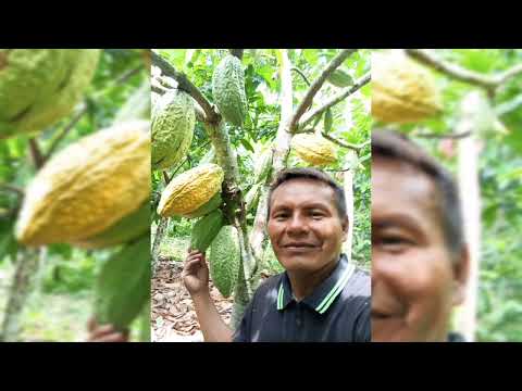 Cacao ancestral  comunidades Piaroa en el alto Suapure Municipio Cedeño Edo. Bolívar Venezuela 