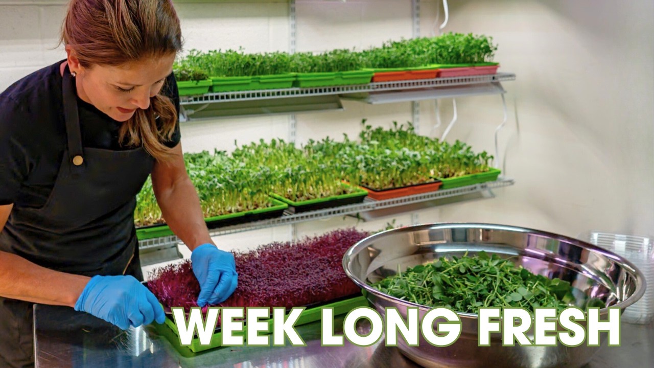 How to Harvest Microgreens for Maximum Freshness