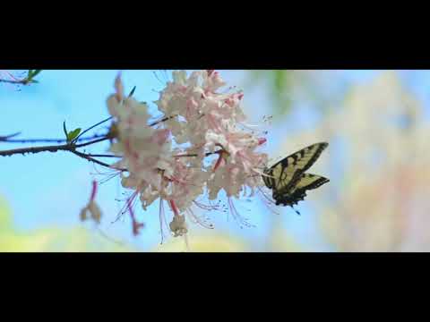 Video Tình Em Như Sông Dài - Nhạc sĩ Hoàng Song Nhy