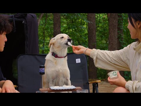 Rain camping in a silent forest 🌲 with Dog | clear day, stormy night