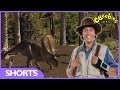Andy's Dinosaur Adventures - Triceratops Facts - CBeebies