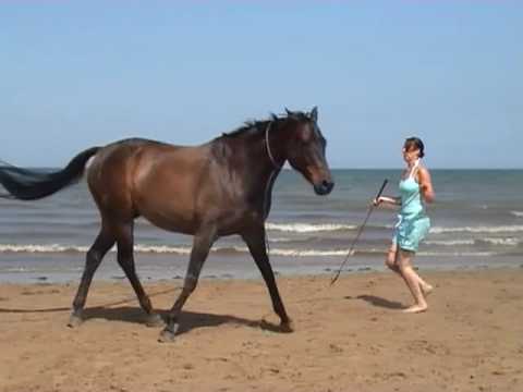 Sarah & Woody on the beach
