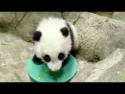Panda cub makes livestreaming debut