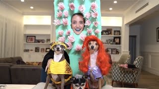 The dogs enjoying Halloween for 9 minutes straight
