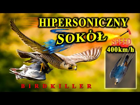 Breaks Neck with Air Punch - PEREGRIVALS - The Fastest in the World