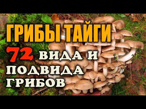 ГРИБЫ ВИДЕО. СБОР ГРИБОВ. ВИДЫ ГРИБОВ. СЪЕДОБНЫЕ ГРИБЫ. 72 вида и подвида - то что я ем