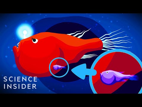 動物王國裡最極端的交配行為 (The Most Extreme Sex In The Animal Kingdom)