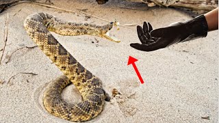 BITE PROOF GLOVES VS DEADLY SNAKE EXPERIMENT!