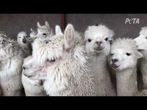 Video: Crying, Vomiting Alpacas Tied and Cut Up for Wool – Help Them! - Living - PETA India