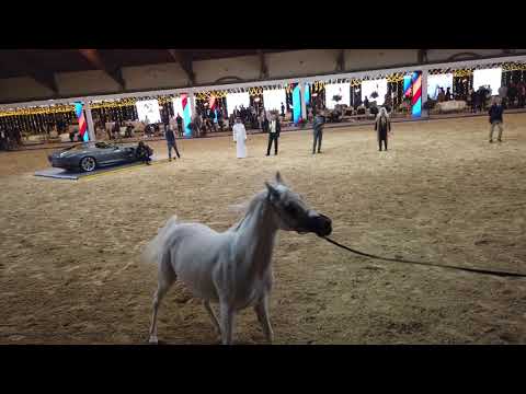 LABIBAH AA  . NADER AL JAMAL  & LATIFAH AA BY AL MARAAM Straight Egyptian World Championship 2021