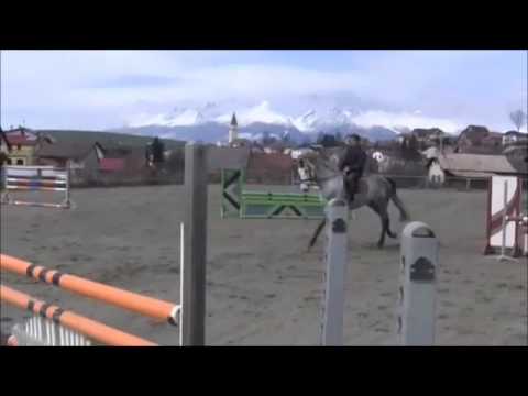 FOR SALE - Clarimo - *2008,gelding,Clarimo x Ramiro's Son x Candillo,www.salesporthorses.com