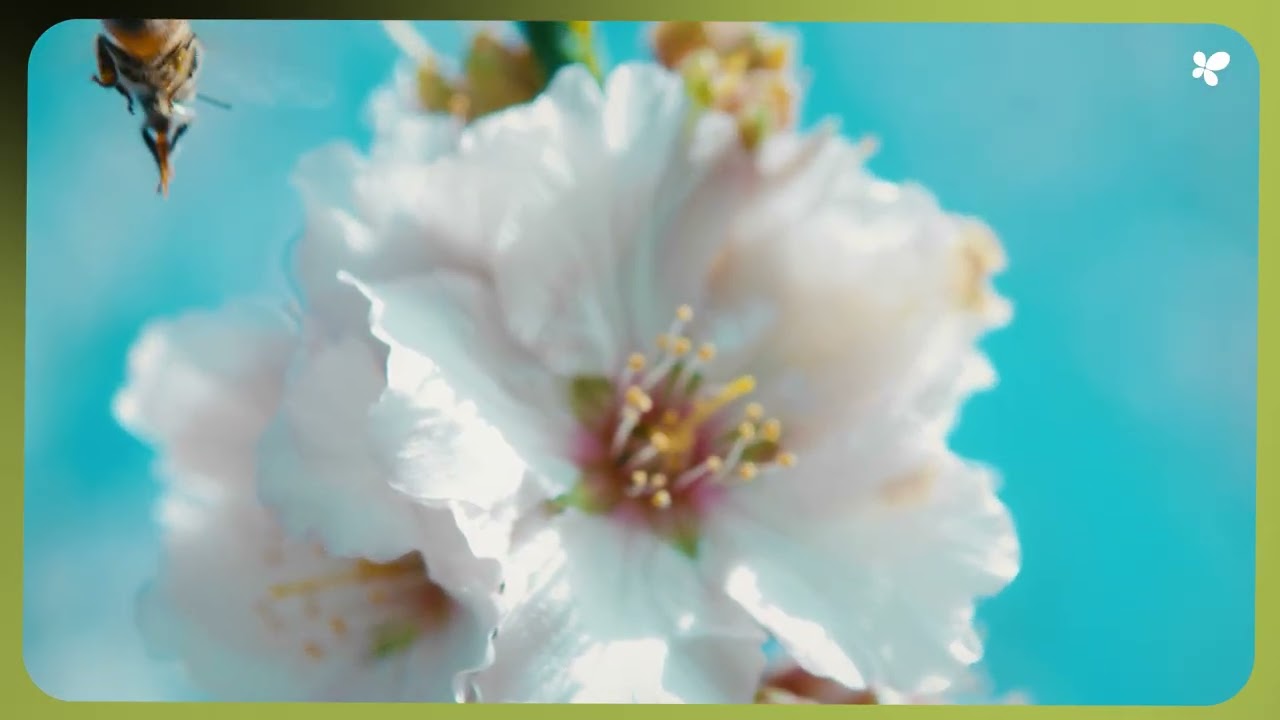 Impulso a la diversificación de cultivos y a las explotaciones tradicionales sostenibles en las Illes Balears