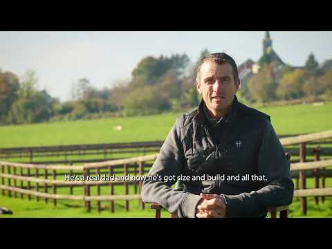 Commilf'Oh de la Marchette - Wathelet & Botton Stallions 2025