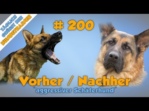 Training mit Aggressivem Schäferhund - Der absolute Vorher - Nachher Vergleich!✅ - TGH 200