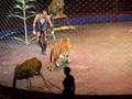 Circus 2005