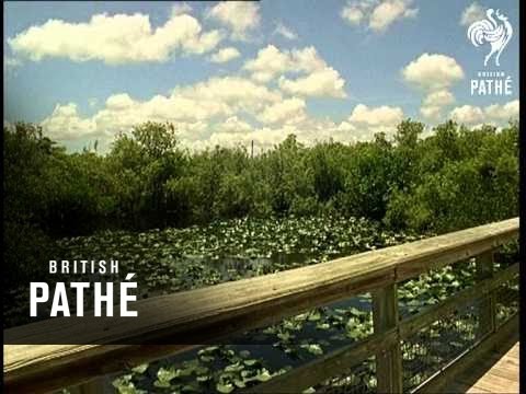 Out Takes / Cuts From Cp 729 - Reel 1 Of 2 - Florida (1968)