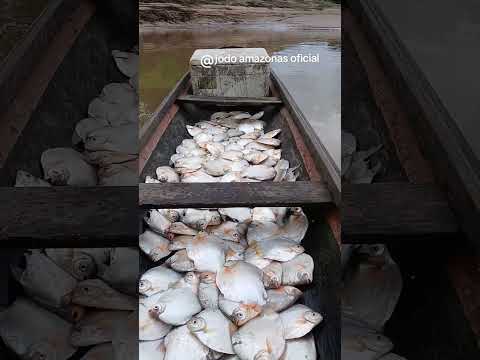 pescando no Rio juruá, pescaria de rede de pegar pacu #pescando#peixes #riojuruá #redes #pacu