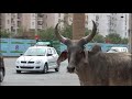 Saving The Slumdog Donkeys | FULL LENGTH | MagellanTV