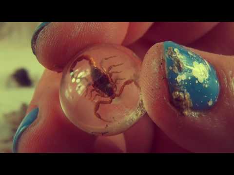 OUCH DIGGING UP SCORPION & BEETLE FOSSILS KIT...宝石，钻石，金矿 Video